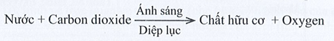 SBT Khoa học tự nhiên 7 Bài 19: Các yếu tố ảnh hưởng đến quang hợp - Cánh diều (ảnh 1)