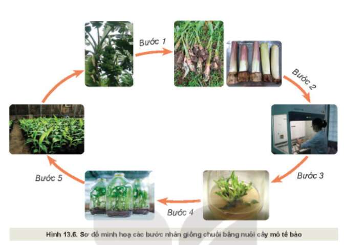 Công nghệ 10 Bài 13: Nhân giống cây trồng | Kết nối tri thức (ảnh 2)