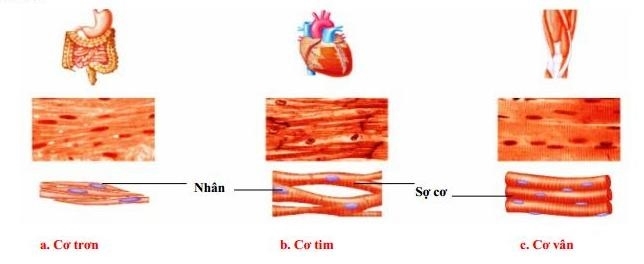 Sinh học 10 Ôn tập chương 1 | Giải Sinh 10 Chân trời sáng tạo (ảnh 3)