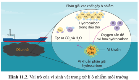 Chuyên đề Sinh học 10 Bài 11 (Cánh diều): Khái quát về vi sinh vật trong xử lí ô nhiễm môi trường  (ảnh 1)