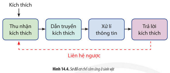 Lý thuyết Sinh học 11 Bài 14 (Chân trời sáng tạo): Khái quát về cảm ứng ở sinh vật (ảnh 1)