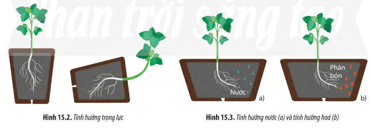 Lý thuyết Sinh học 11 Bài 15 (Chân trời sáng tạo): Cảm ứng ở thực vật (ảnh 1)