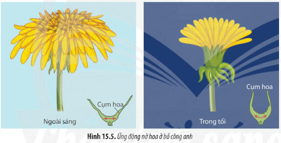 Lý thuyết Sinh học 11 Bài 15 (Chân trời sáng tạo): Cảm ứng ở thực vật (ảnh 1)