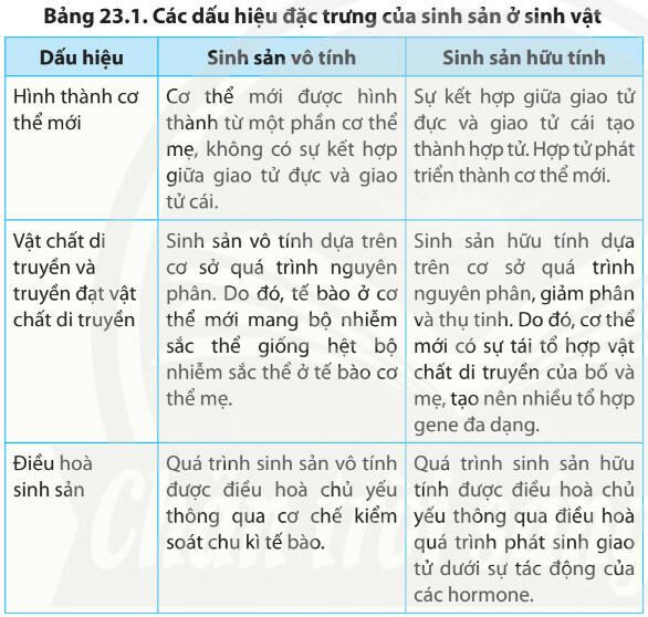 Lý thuyết Sinh học 11 Bài 23 (Chân trời sáng tạo): Khái quát về sinh sản ở sinh vật (ảnh 1)