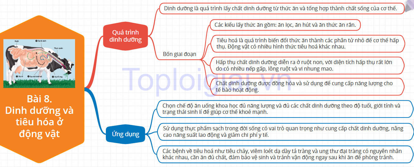 Lý thuyết Sinh học 11 Bài 8 (Kết nối tri thức): Dinh dưỡng và tiêu hóa ở động vật (ảnh 1)