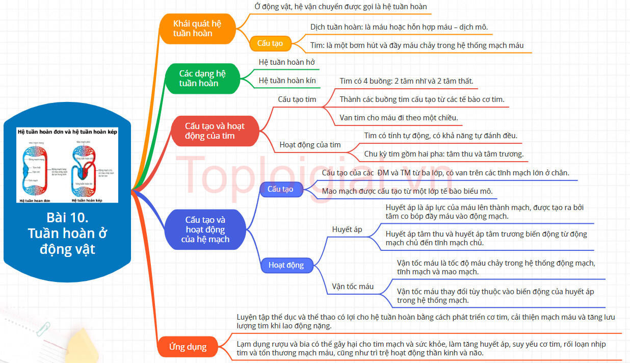 Lý thuyết Sinh học 11 Bài 10 (Kết nối tri thức): Tuần hoàn ở động vật (ảnh 1)