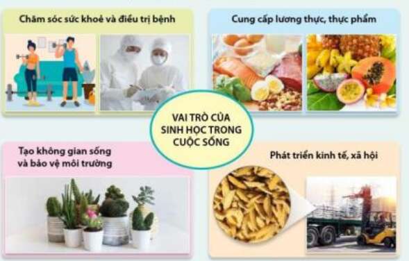 Lý thuyết Sinh học 10 Bài 1 (Cánh diều): Giới thiệu chương trình môn Sinh học, Sinh học và sự phát triển bền vững (ảnh 4)