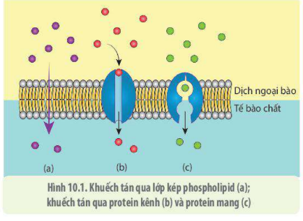 Lý thuyết Sinh học 10 Bài 9 (Chân trời sáng tạo): Tế bào nhân thực (ảnh 14)