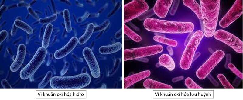 Lý thuyết Sinh học 10 Bài 11 (Cánh diều): Tổng hợp và phân giải các chất trong tế bào (ảnh 5)
