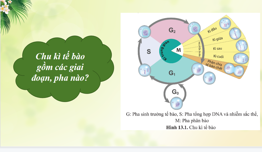 Giáo án điện tử Chu kì tế bào và nguyên phân | Bài giảng PPT Sinh học 10 (ảnh 1)