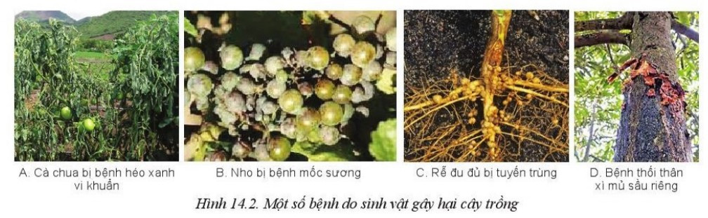 Lý thuyết Công nghệ 10 Bài 14: Bệnh hại cây trồng - Cánh diều  (ảnh 1)