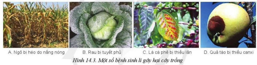 Lý thuyết Công nghệ 10 Bài 14: Bệnh hại cây trồng - Cánh diều  (ảnh 1)