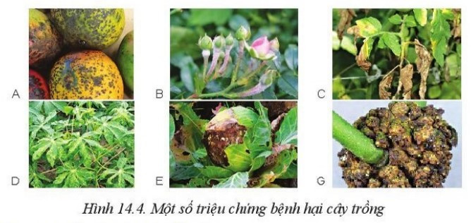 Lý thuyết Công nghệ 10 Bài 14: Bệnh hại cây trồng - Cánh diều  (ảnh 1)