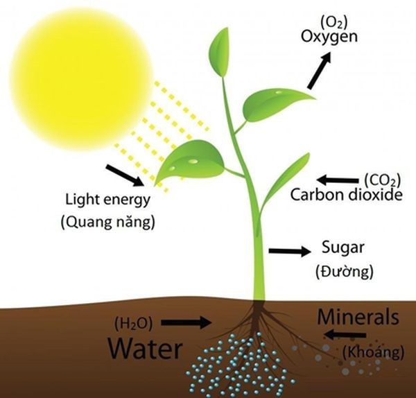 Lý thuyết Địa lí 10 Bài 15: Sinh quyển - Kết nối tri thức  (ảnh 1)