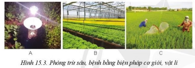 Lý thuyết Công nghệ 10 Bài 15: Biện pháp phòng trừ sâu, bệnh hại cây trồng - Cánh diều  (ảnh 1)