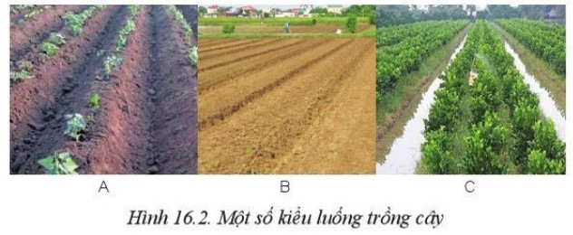 Lý thuyết Công nghệ 10 Bài 16: Quy trình trồng trọt - Cánh diều  (ảnh 1)