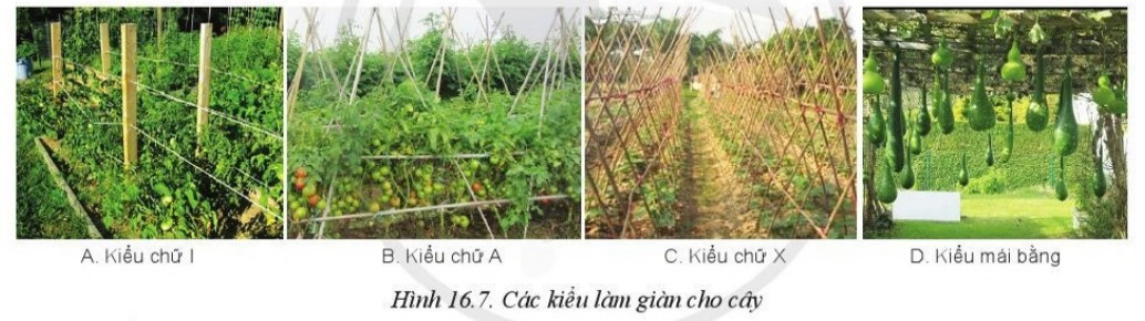 Lý thuyết Công nghệ 10 Bài 16: Quy trình trồng trọt - Cánh diều  (ảnh 1)
