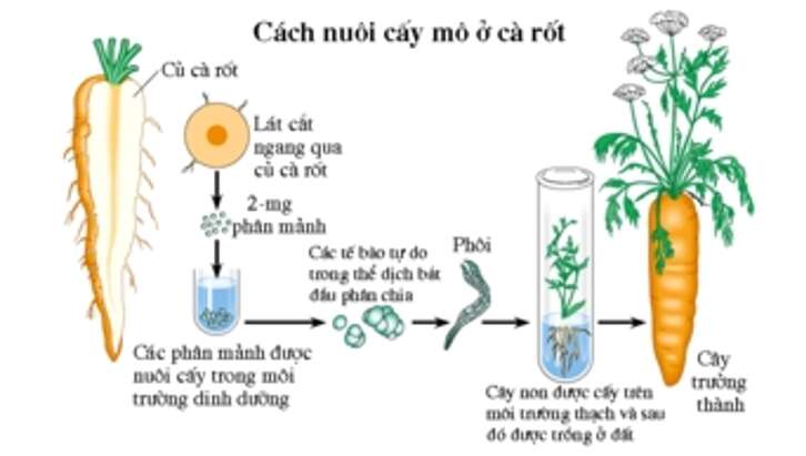 Lý thuyết Sinh học 10 Bài 19 (Kết nối tri thức): Công nghệ tế bào (ảnh 6)