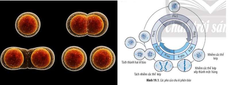 Lý thuyết Sinh học 10 Bài 19 (Chân trời sáng tạo): Quá trình phân bào  (ảnh 1)