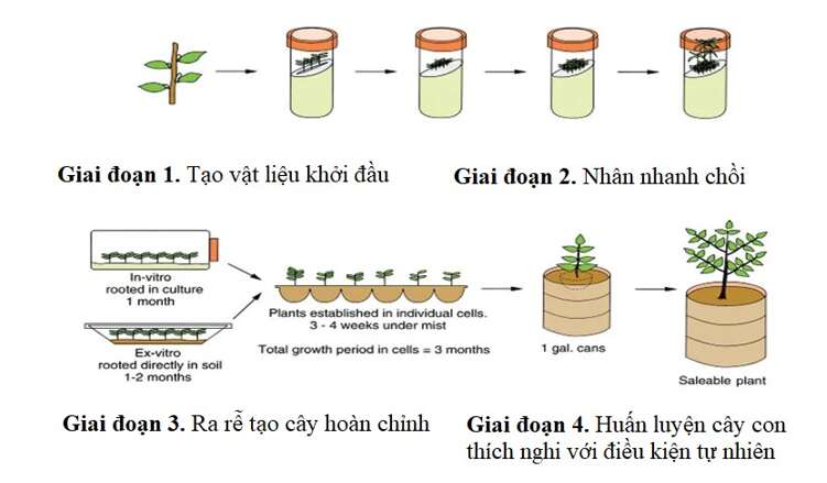 Lý thuyết Sinh học 10 Bài 19 (Kết nối tri thức): Công nghệ tế bào (ảnh 8)