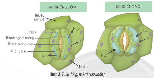 Lý thuyết Sinh học 11 Bài 2 (Chân trời sáng tạo): Trao đổi nước và khoáng ở thực vật (ảnh 4)