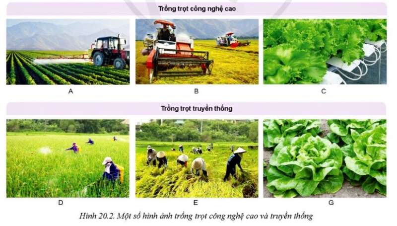 Công nghệ 10 Bài 20: Giới thiệu về trồng trọt công nghệ cao | Cánh diều (ảnh 1)