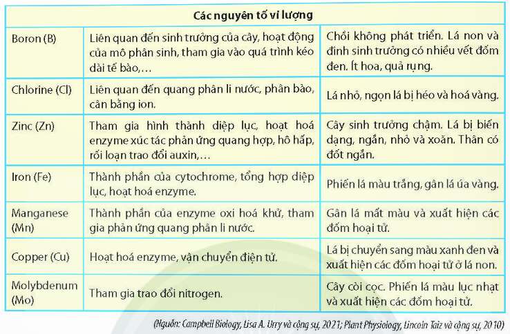 Lý thuyết Sinh học 11 Bài 2 (Chân trời sáng tạo): Trao đổi nước và khoáng ở thực vật (ảnh 2)