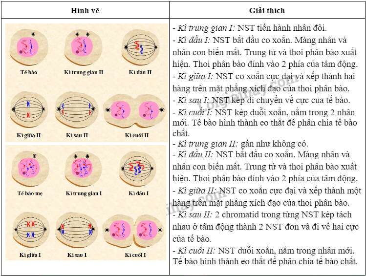 Sinh học 10 Bài 20: Thực hành: Quan sát tiêu bản các kì phân bào nguyên phân và giảm phân | Giải Sinh 10 Chân trời sáng tạo (ảnh 2)