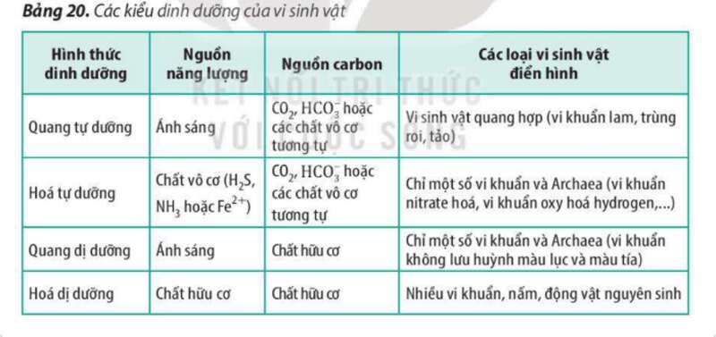 Lý thuyết Sinh học 10 Bài 20 (Kết nối tri thức): Sự đa dạng và phương pháp nghiên cứu vi sinh vật (ảnh 3)