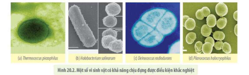 Lý thuyết Sinh học 10 Bài 20 (Kết nối tri thức): Sự đa dạng và phương pháp nghiên cứu vi sinh vật (ảnh 2)