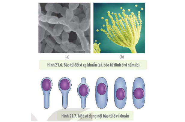 Lý thuyết Sinh học 10 Bài 21 (Kết nối tri thức): Trao đổi chất, sinh trưởng và sinh sản ở vi sinh vật (ảnh 17)