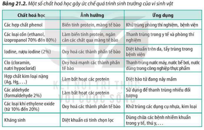 Lý thuyết Sinh học 10 Bài 21 (Kết nối tri thức): Trao đổi chất, sinh trưởng và sinh sản ở vi sinh vật (ảnh 13)