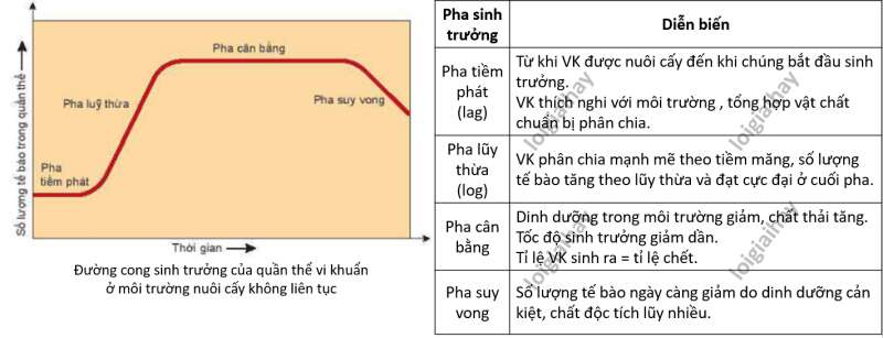 Lý thuyết Sinh học 10 Bài 21 (Kết nối tri thức): Trao đổi chất, sinh trưởng và sinh sản ở vi sinh vật (ảnh 10)