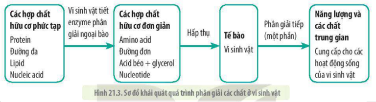 Lý thuyết Sinh học 10 Bài 21 (Kết nối tri thức): Trao đổi chất, sinh trưởng và sinh sản ở vi sinh vật (ảnh 6)