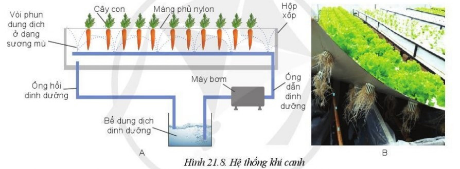 Lý thuyết Công nghệ 10 Bài 21: Công nghệ trồng cây không dùng đất - Cánh diều  (ảnh 1)