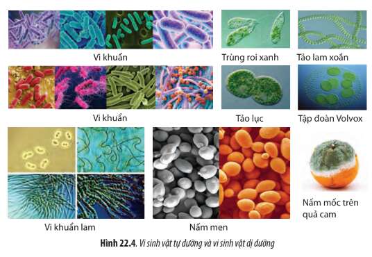 Sinh học 10 Bài 22: Khái quát về vi sinh vật | Giải Sinh 10 Chân trời sáng tạo (ảnh 3)