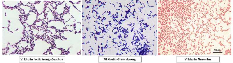 Lý thuyết Sinh học 10 Bài 22 (Chân trời sáng tạo): Khái quát về vi sinh vật (ảnh 5)