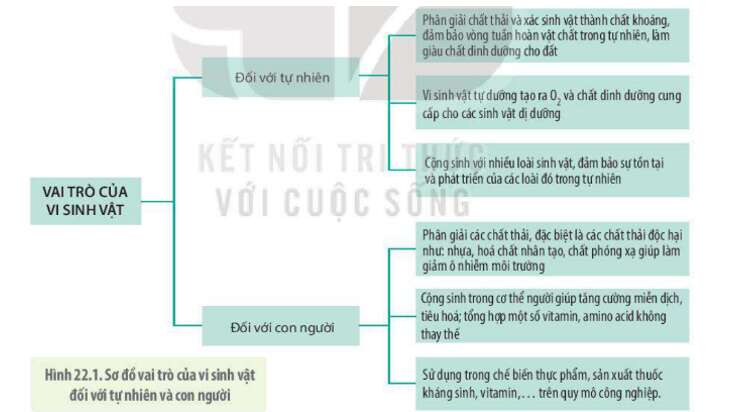 Lý thuyết Sinh học 10 Bài 22 (Kết nối tri thức): Vai trò và ứng dụng của vi sinh vật (ảnh 1)