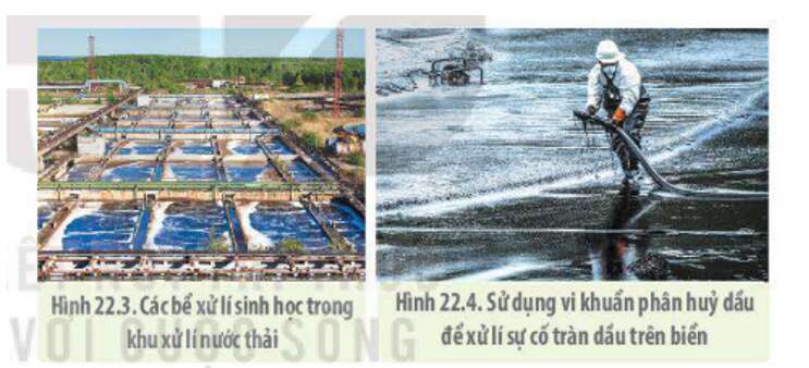 Lý thuyết Sinh học 10 Bài 22 (Kết nối tri thức): Vai trò và ứng dụng của vi sinh vật (ảnh 12)