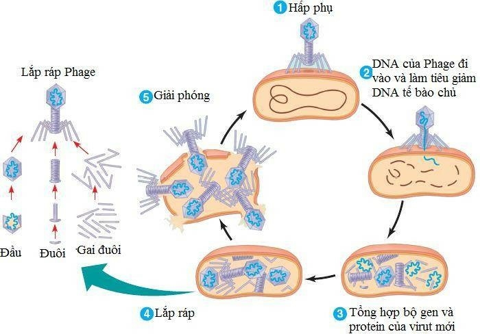 Lý thuyết Sinh học 10 Bài 25 (Kết nối tri thức): Một số bệnh do virus và các thành tựu nghiên cứu ứng dụng virus (ảnh 1)