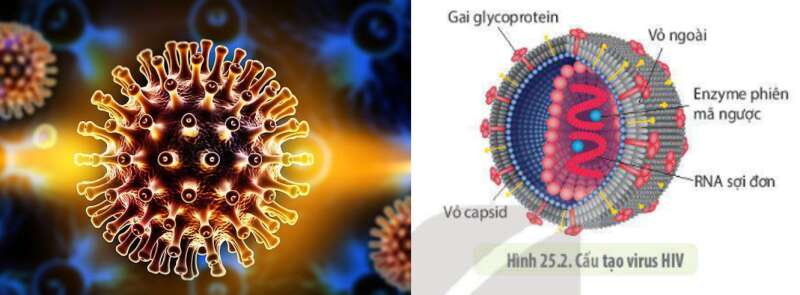 Lý thuyết Sinh học 10 Bài 25 (Kết nối tri thức): Một số bệnh do virus và các thành tựu nghiên cứu ứng dụng virus (ảnh 5)