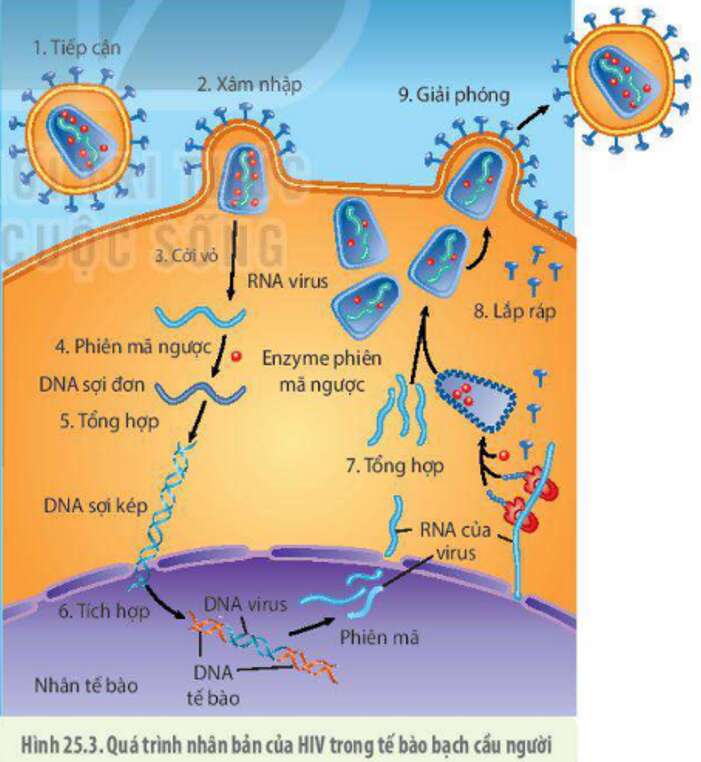 Lý thuyết Sinh học 10 Bài 25 (Kết nối tri thức): Một số bệnh do virus và các thành tựu nghiên cứu ứng dụng virus (ảnh 6)