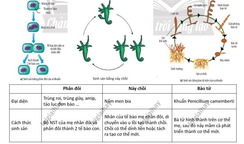 Lý thuyết Sinh học 10 Bài 25 (Chân trời sáng tạo): Sinh trưởng và sinh sản ở vi sinh vật (ảnh 5)