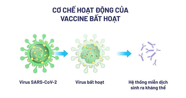 Lý thuyết Sinh học 10 Bài 25 (Kết nối tri thức): Một số bệnh do virus và các thành tựu nghiên cứu ứng dụng virus (ảnh 18)