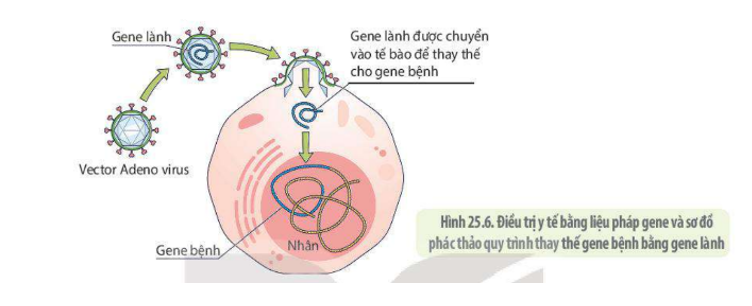 Lý thuyết Sinh học 10 Bài 25 (Kết nối tri thức): Một số bệnh do virus và các thành tựu nghiên cứu ứng dụng virus (ảnh 20)