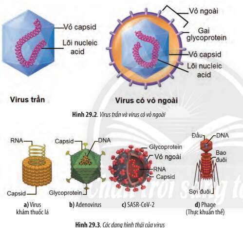 Sinh học 10 Bài 29: Virus | Giải Sinh 10 Chân trời sáng tạo (ảnh 3)