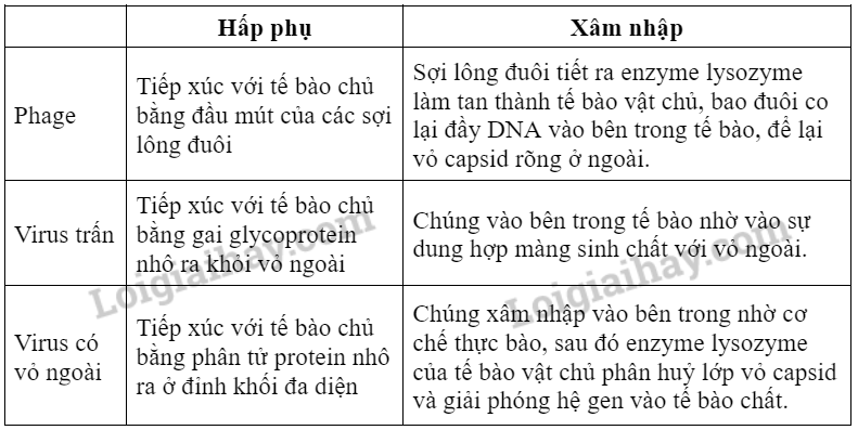 Sinh học 10 Bài 29: Virus | Giải Sinh 10 Chân trời sáng tạo (ảnh 6)