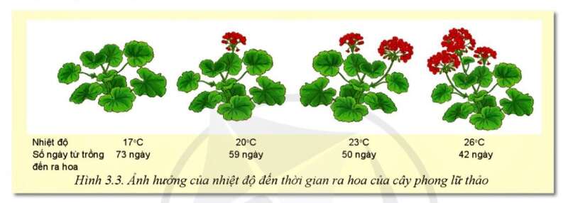 Công nghệ 10 Bài 3: Mối quan hệ giữa cây trồng và các yếu tố chính trong trồng trọt | Cánh diều (ảnh 3)