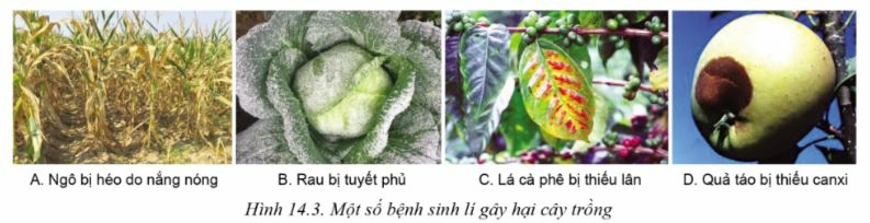 Công nghệ 10 Bài 14: Bệnh hại cây trồng | Cánh diều (ảnh 3)