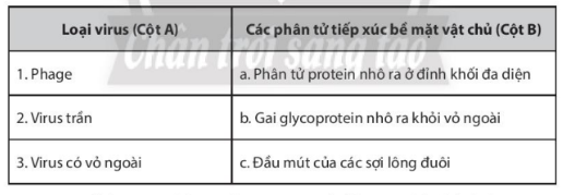 Giải Sách bài tập Sinh học 10 trang 89 - Chân trời sáng tạo (ảnh 1)